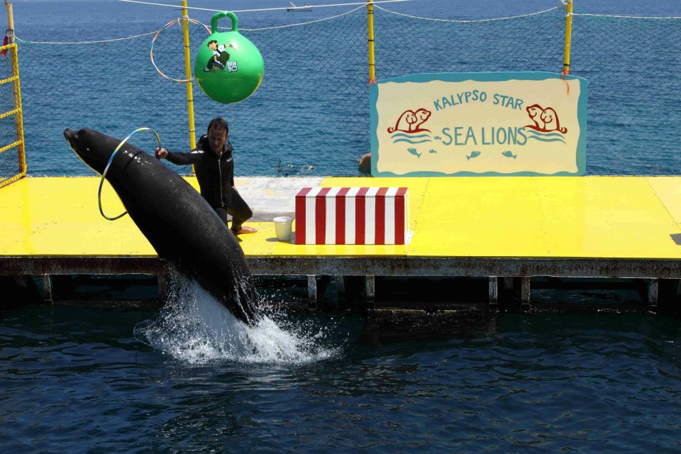 Παραδέχτηκε το λάθος το υπ. Περιβάλλοντος ζητάει να κλείσει επιχείρηση - τσίρκο με θαλάσσιους λέοντες στην Κέρκυρα (βίντεο)